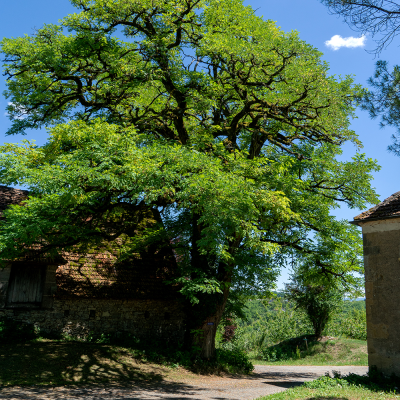 Ein Baum in Puymège